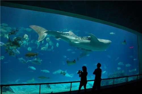 Marine species display inside aquarium