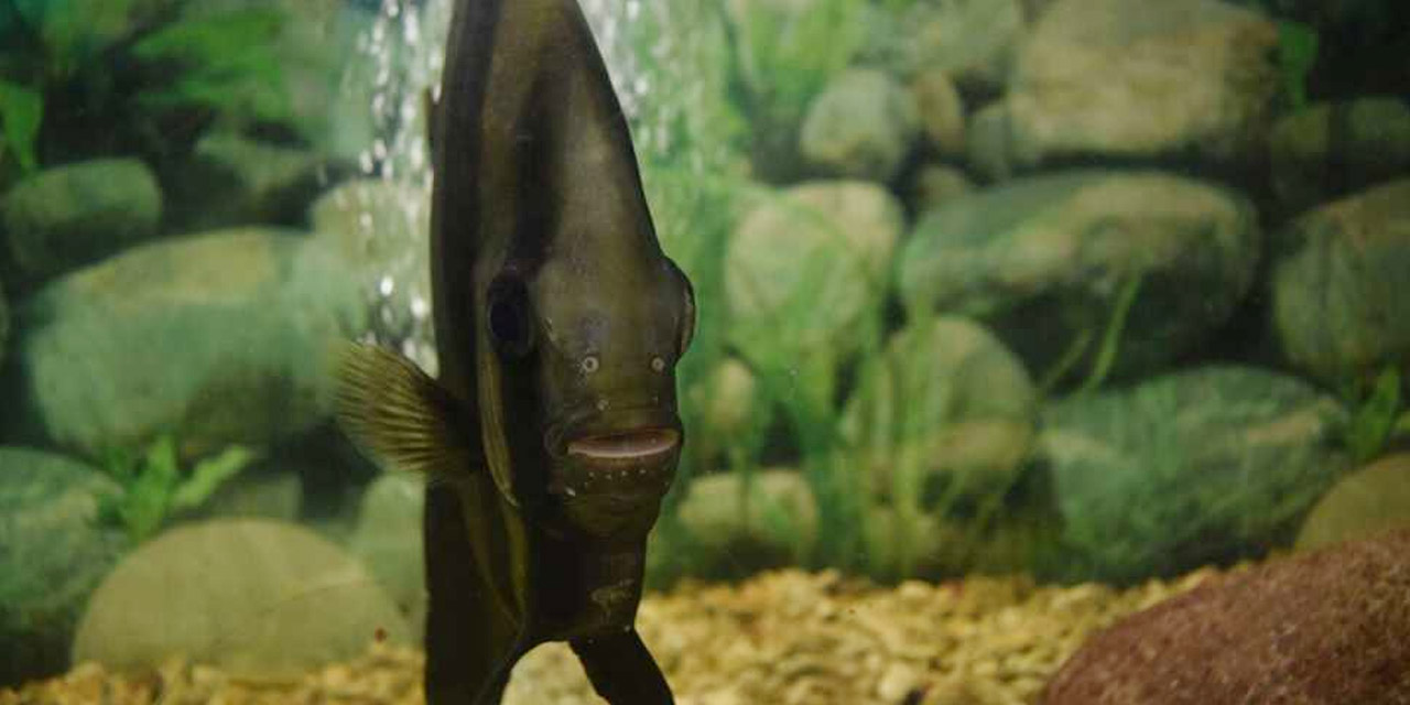 Visitors viewing aquarium exhibits