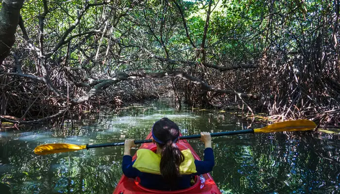 Mangroves at Red Skin Island