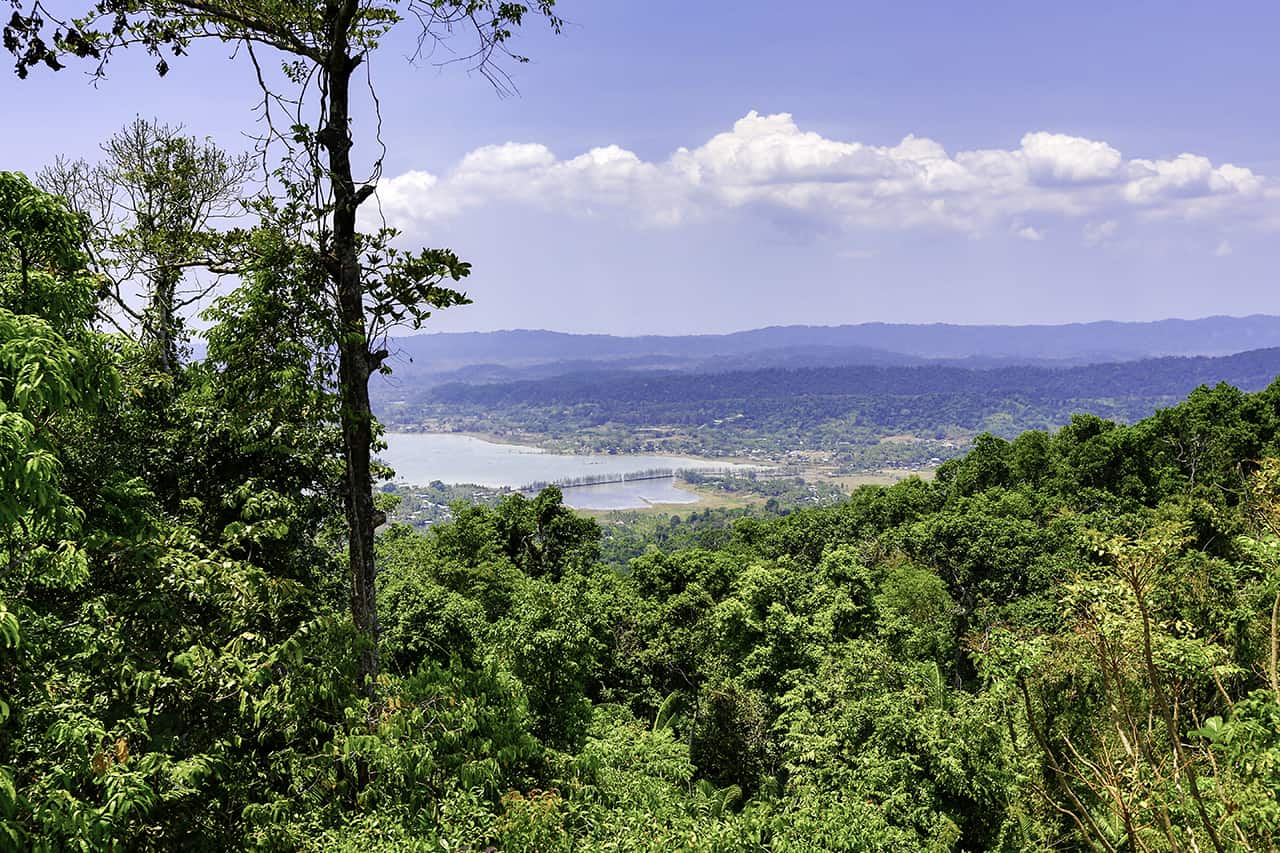 Trail through dense forest at Mount Harriet