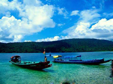 Corbyn's Cove palm trees