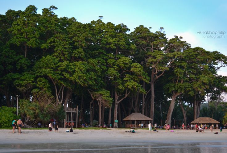 Corbyn's Cove palm trees