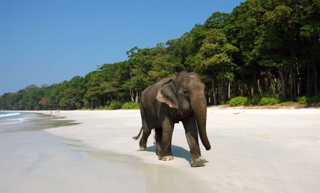 Elephant Beach View 1